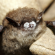 Illustration for article titled White-Nose Syndrome Is Spreading Across Michigans Bat Population